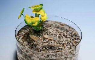 可食用水生機(jī)器人最后可被魚類食用 完全無廢物殘留